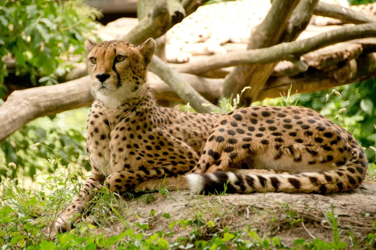 KRUGER & CAPE TOWN TOUR
